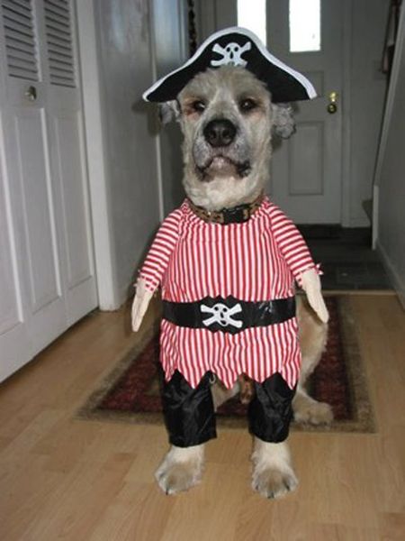 Funny Halloween Dog Costumes - Funny Pictures
