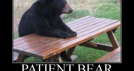 Patient Bear – Funny Pictures