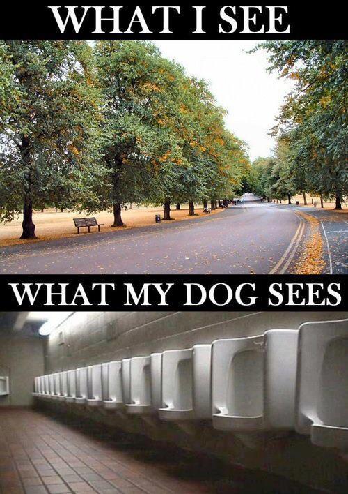 What I see vs. what my dog sees - funnypictures.me