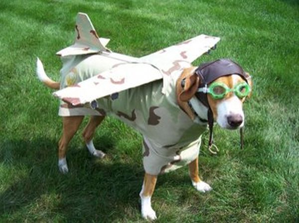 Funny Halloween Dog Costumes - funnypictures.me