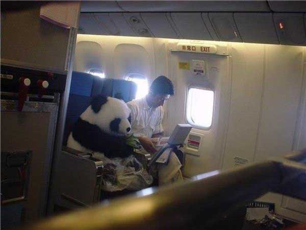 Meanwhile on China airways - funnypictures.me