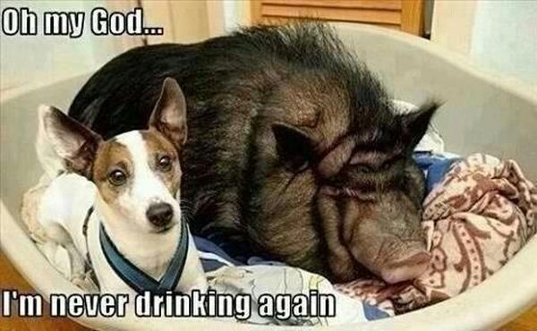 Morning After a Night Out - funnypictures.me