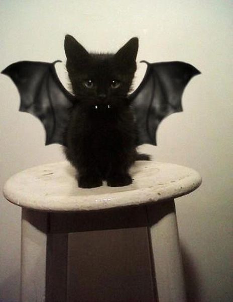 Ready for Halloween - funnypictures.me
