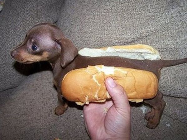 Funny Hot Dogs - Funny pictures