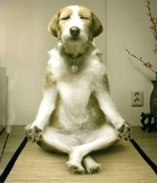 Yoga Master - funnypictures.me