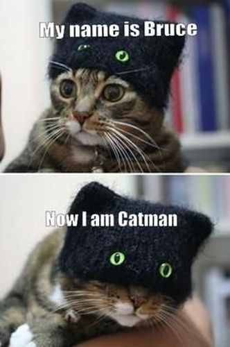 Catman - funnypictures.me