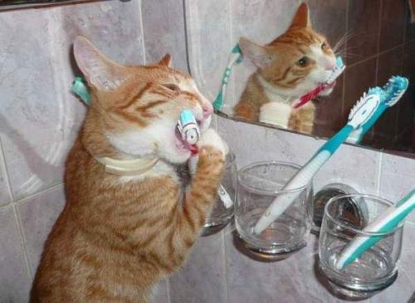 Cat brushing teeth - Funny pictures
