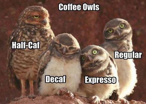 Coffee Owls - Funny pictures