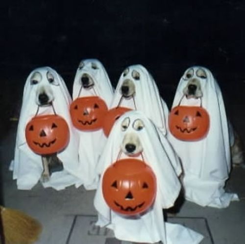Ghost dogs - Funny pictures