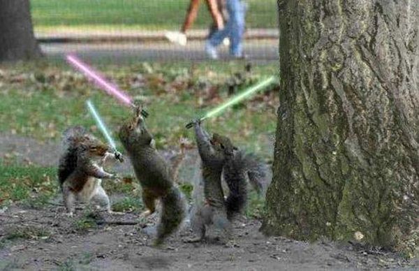 Jedi Squirrel - funnypictures.me