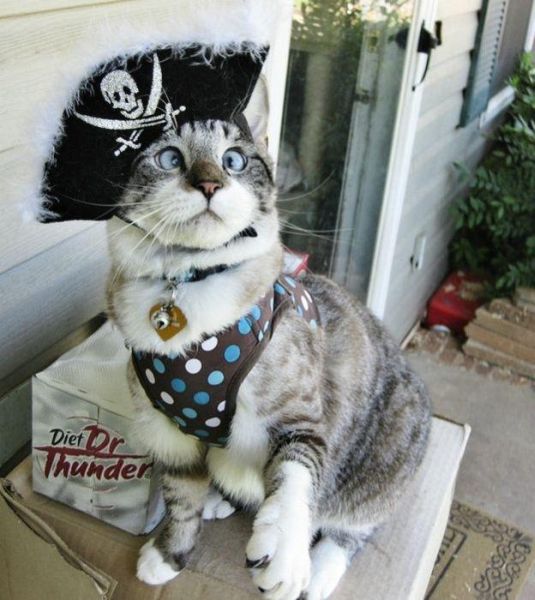 Pirate Cat - Funny pictures