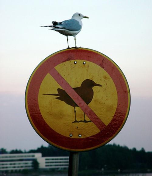Rebellious seagull - funnypictures.me