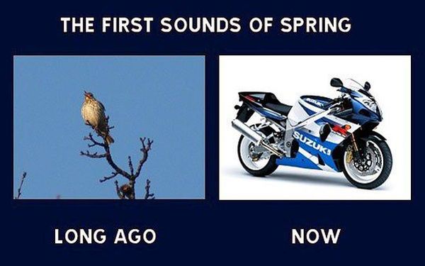 The First Sounds Of Spring -Funny picutres