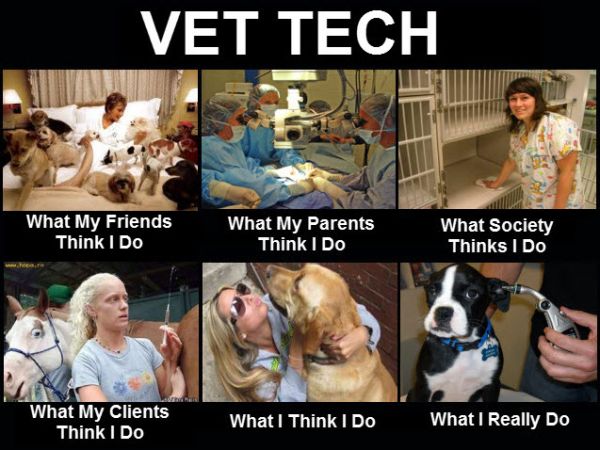 Vet Tech - Funny Pictures