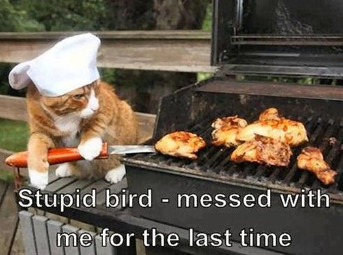 Stupid Bird - funnypictures.me