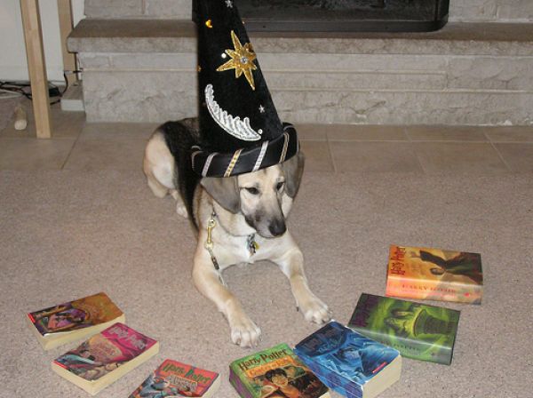 Pets as wizards - funnypictures.me