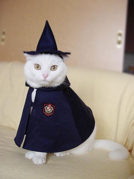 Pets as wizards - funnypictures.me
