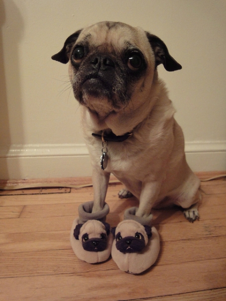 Pug Slippers - Funny pictures