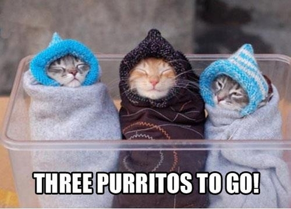 Three Purritos - Funny Pictures