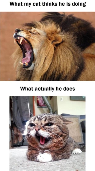 Angry cat - Funny pictures