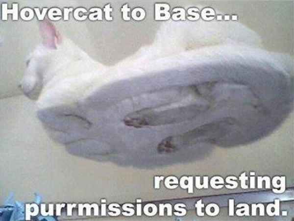Cat meme flying - Funny-pictures