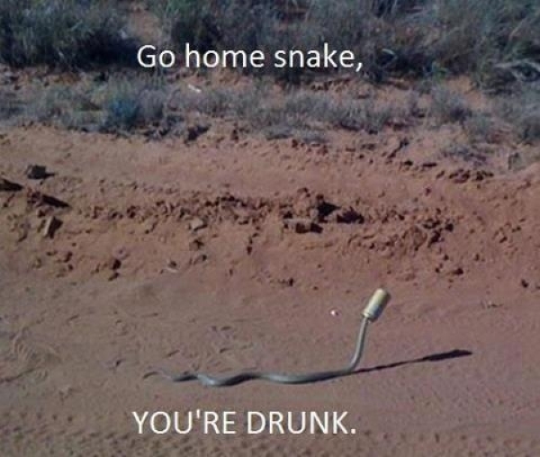 Drunk snake - Funny pictures