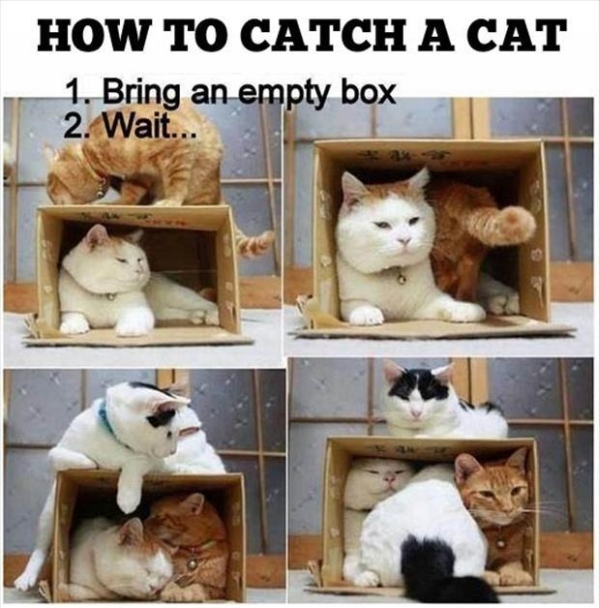 How to catch a cat - Funny pictures