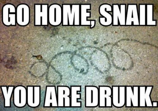 Go home snail - Funny pictures