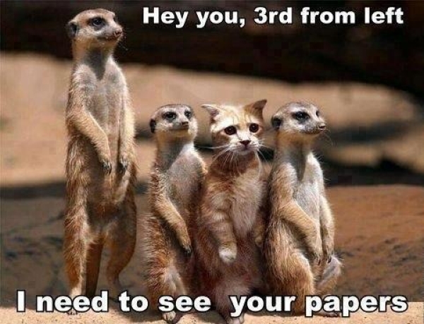 Hey you cat - Funny pictures