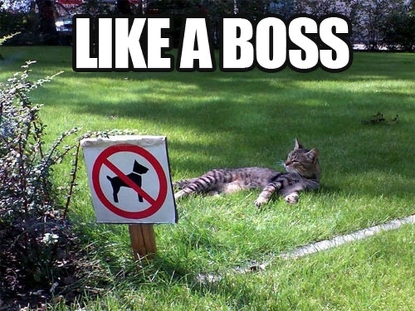 Like a boss - Funny pictures