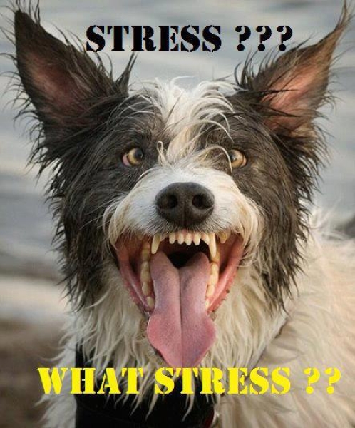 What stress - Funny pictures