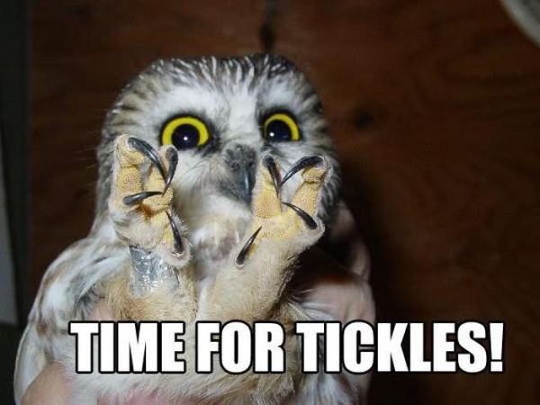 Time for tickles - Funny pictures