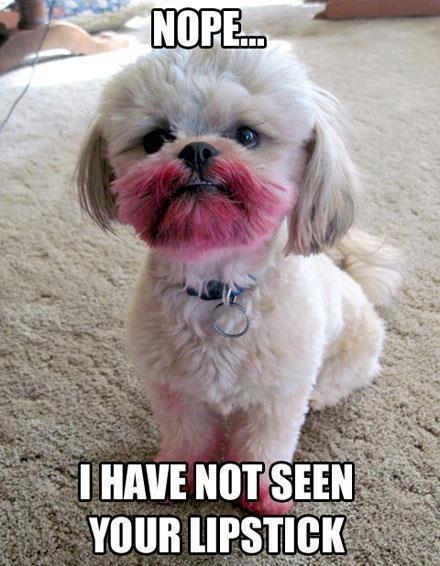 Lipstick dog - Funny pictures