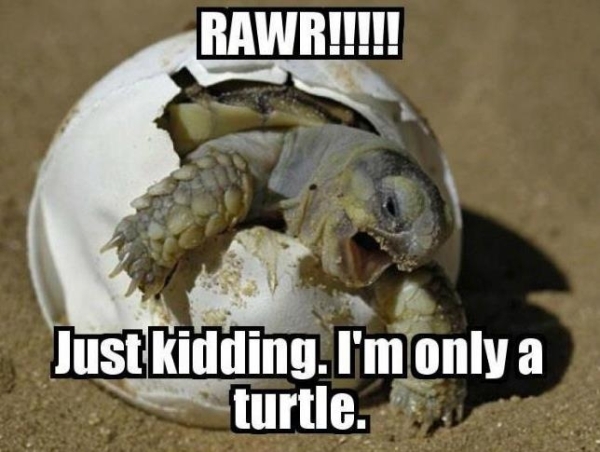 I'm only turtle baby - Funny pictures