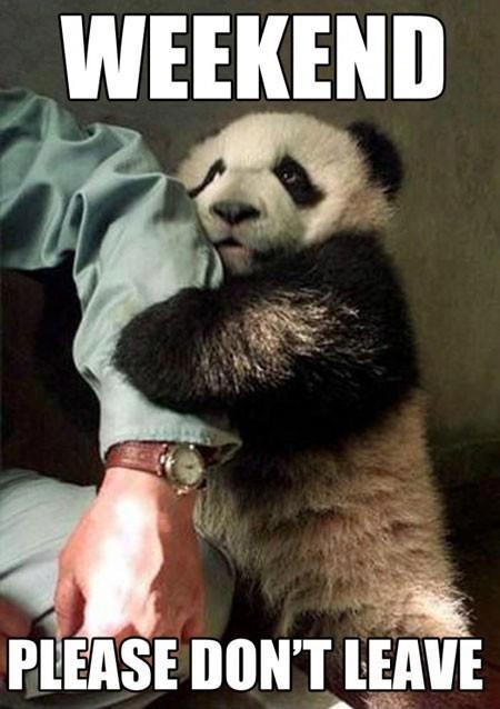 Don't leave panda bear - Funny pictures