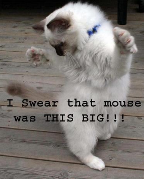 I swear mouse was that big - Funny pictures
