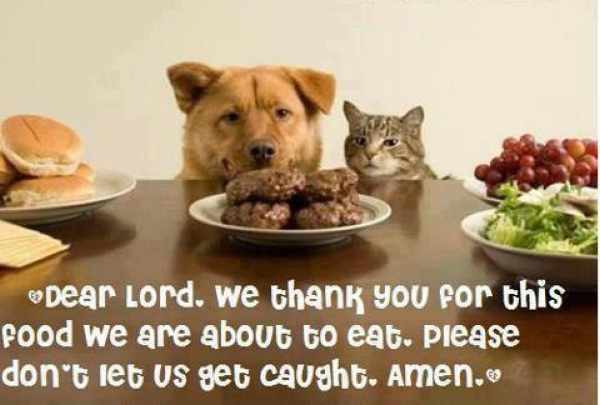 Dear Lord - Funny pictures