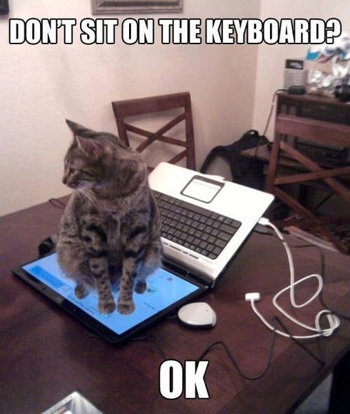 Don't Sit On The Keyboard - Funny pictures