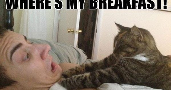 When Your Cat Wakes You Up - Funny Pictures