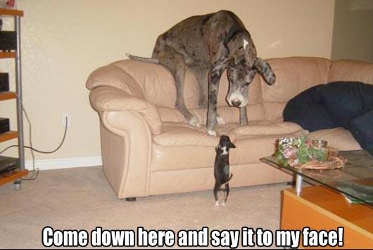 Come Down - Funny pictures