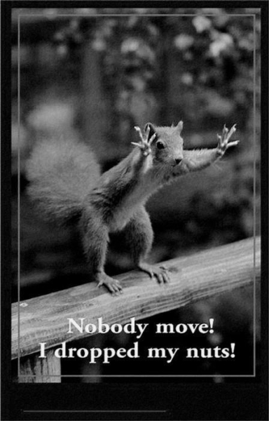 Nobody Move! - Funny pictures