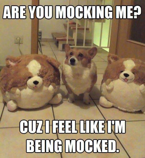 Are You Mocking Me? - Funny pictures
