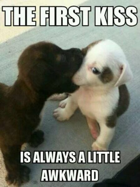 The First Kiss - Funny pictures