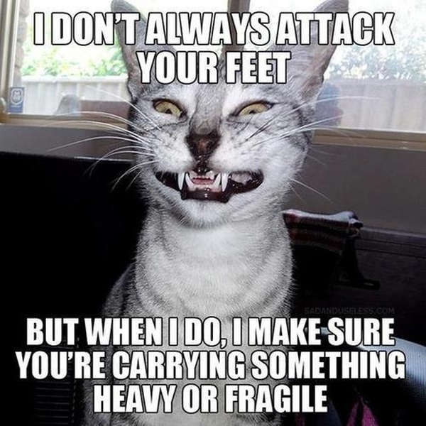 I Don't Always Attack Your Feet - Funny pictures