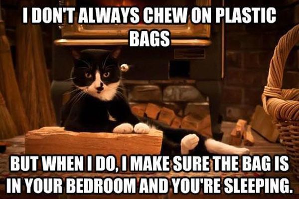 Considerate Cat - Funny pictures