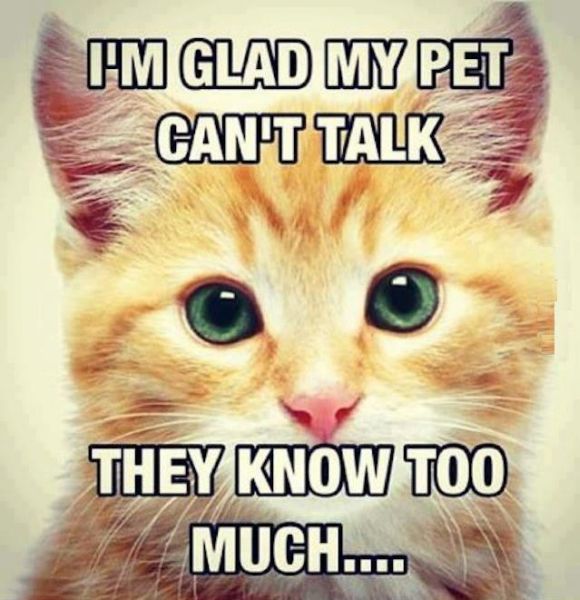 I'm Glad My Pet Can't Talk - Funny pictures