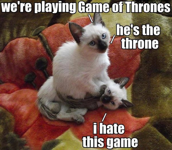 We're Playing Game Of Thrones - Funny pictures
