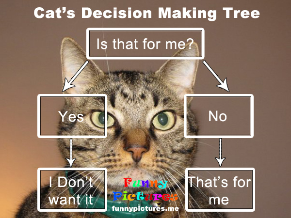 Cat's Decision Making Tree - Funny pictures