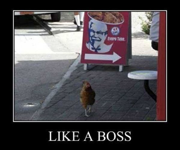 Like A Boss - Funny pictures