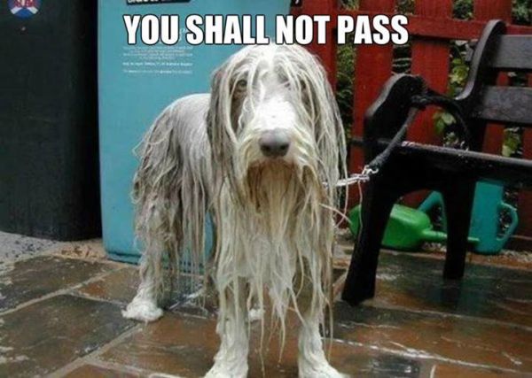 You Shall Not Pass - Funny pictures